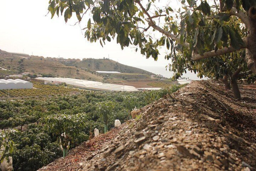 A vineyard with rows of grapevines, a hill in the background, and a tree in the foreground. 4