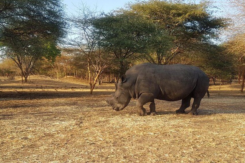 Un rhinocéros dans une savane aride, parsemée de quelques arbres. 1
