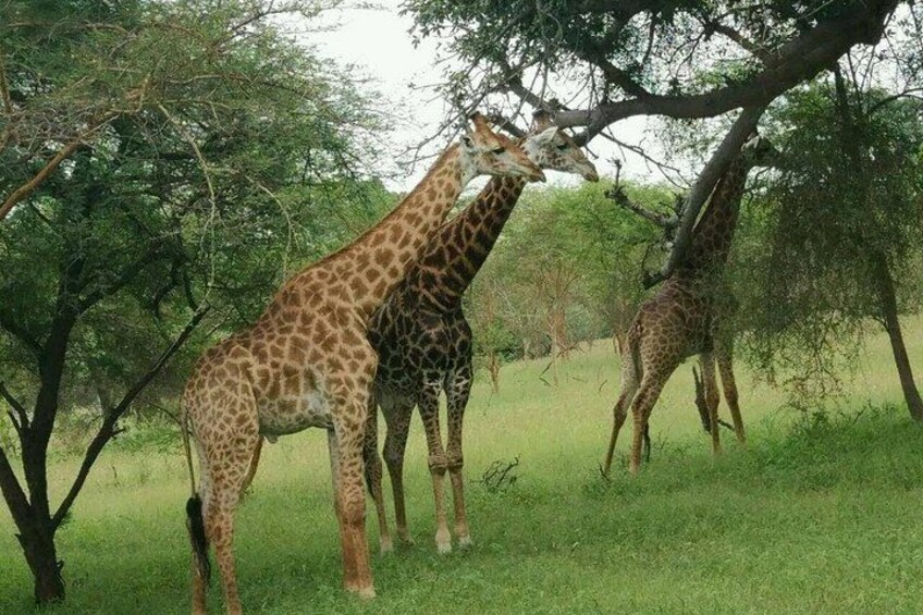 Bandia Park Safari (Minimum 2 Participants) 2