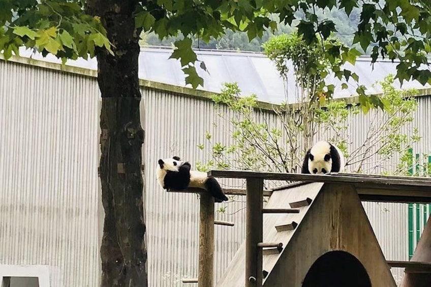 One Day Trip to Chengdu Panda Base and Leshan Buddha Tour 4