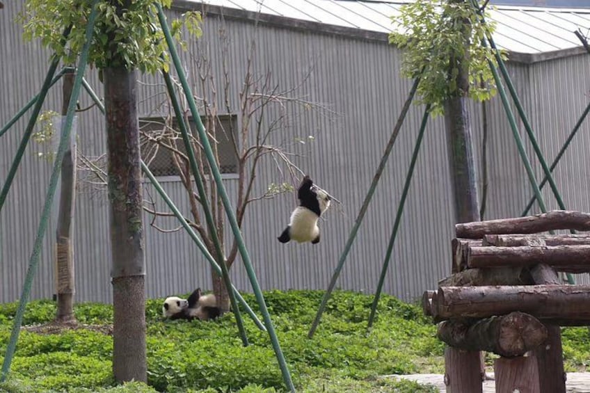 One Day Trip to Chengdu Panda Base and Leshan Buddha Tour 5