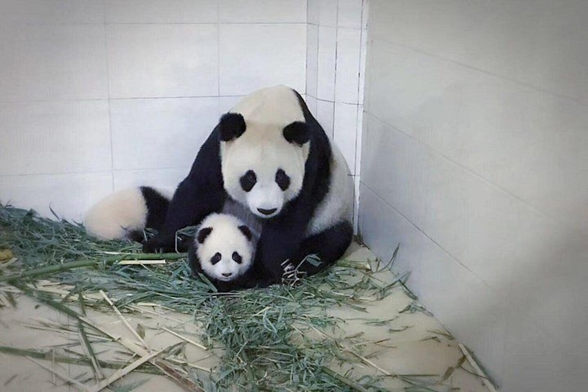 One Day Trip to Chengdu Panda Base and Leshan Buddha Tour 3