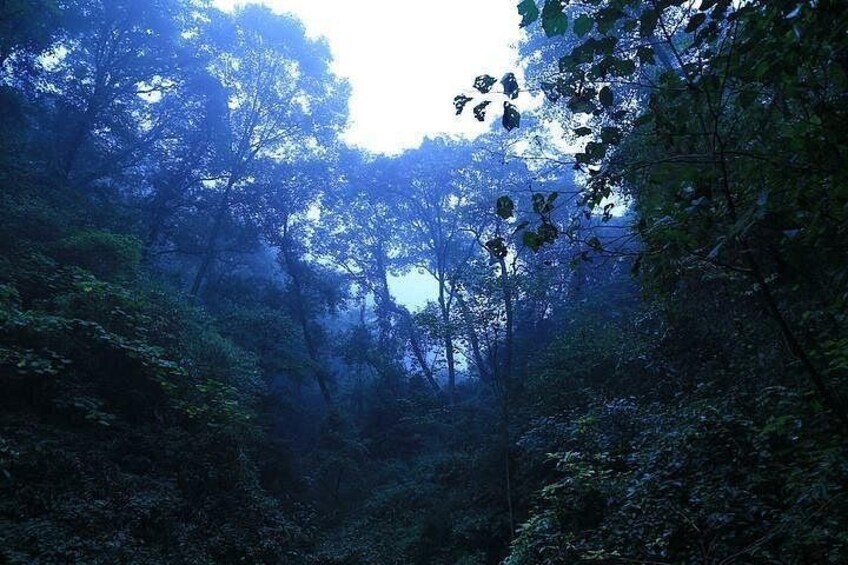 A dense forest with sunlight filtering through the trees. 3