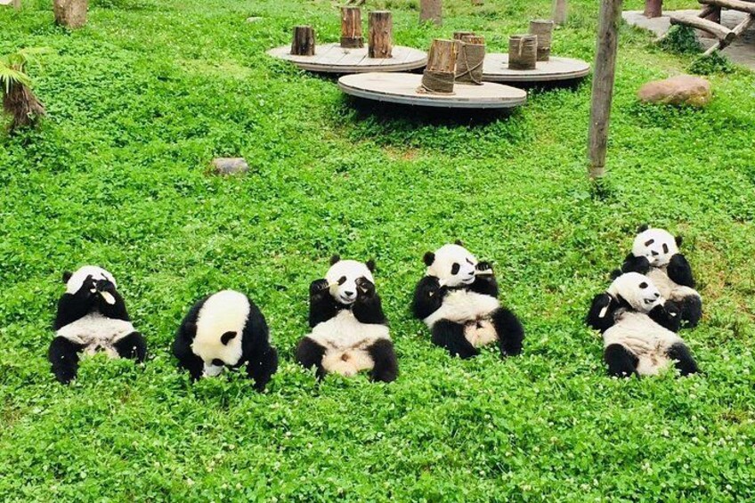Pandas sitting on grass with wooden platforms in the background. 1