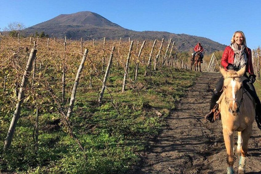 Un vigneto con filari di viti e una montagna sullo sfondo. 3