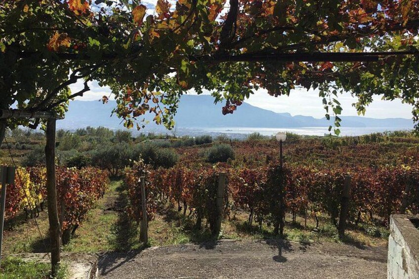 Un vigneto con filari di viti, un pergolato e una catena montuosa in lontananza. 2