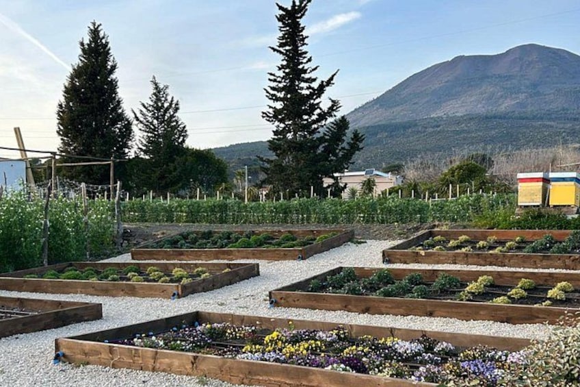 Un jardín con camas elevadas, una montaña al fondo y una valla. 4