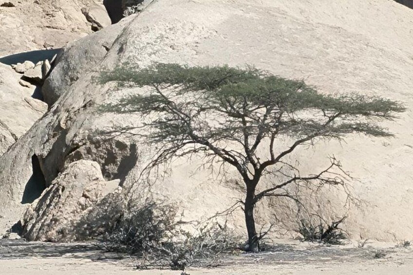 A desert landscape with a prominent rock formation and a solitary tree. 2