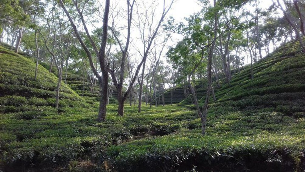 Beauty of the tea garden  1