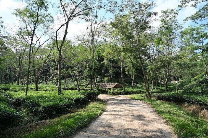 4 days Dhaka to Sylhet & Srimangal  4