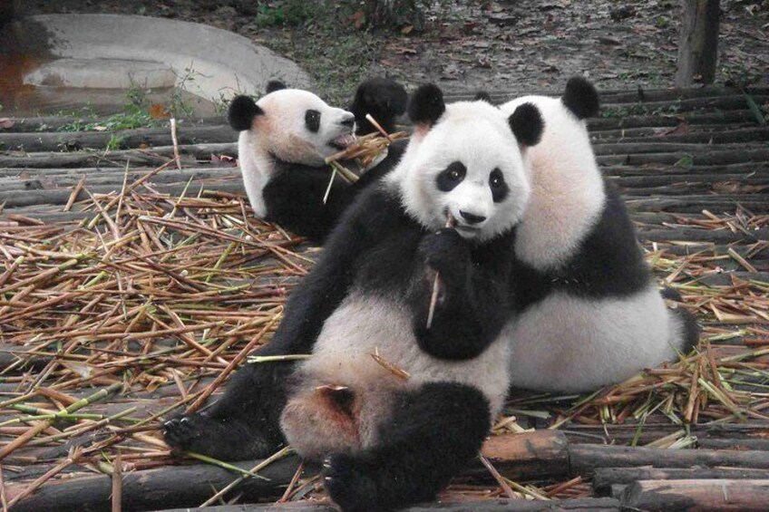 Giant Panda