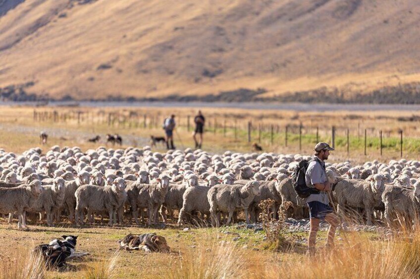 Mustering the merino sheep