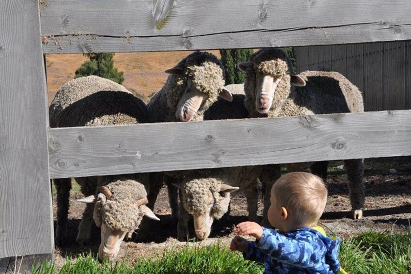 Get up close with Merino Sheep & other farm animals 2