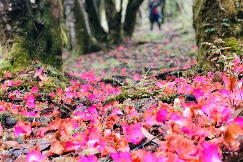 Enjoy walking through wild Flowers