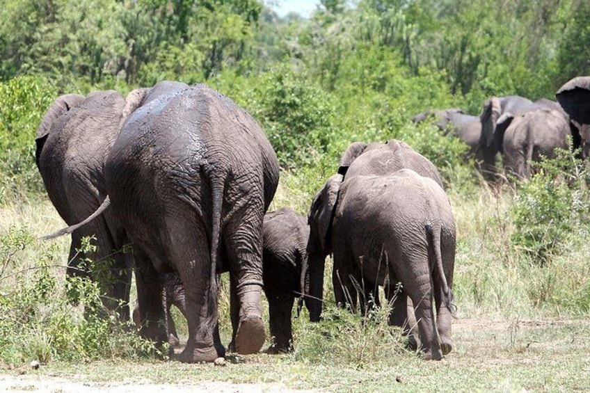 Elephants in queen airways 5