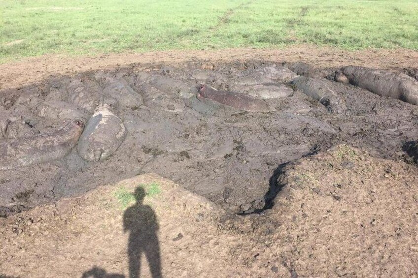 hippo pond 4