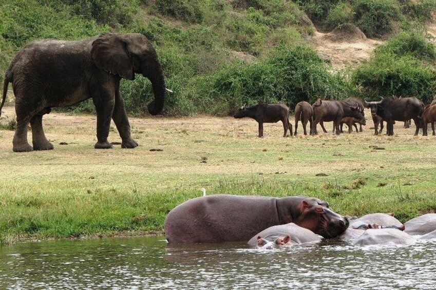 An elephant and hippos near a water body. 1