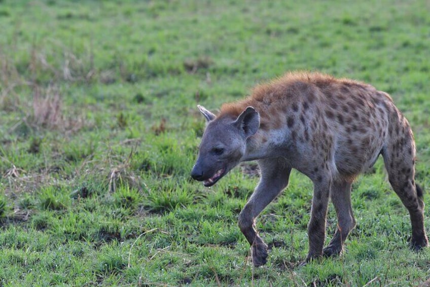 A hyena walking in a grassy field. 2