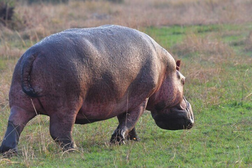 hippo on land feeding grass day time 3
