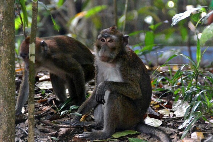 long-tailed macaques 5