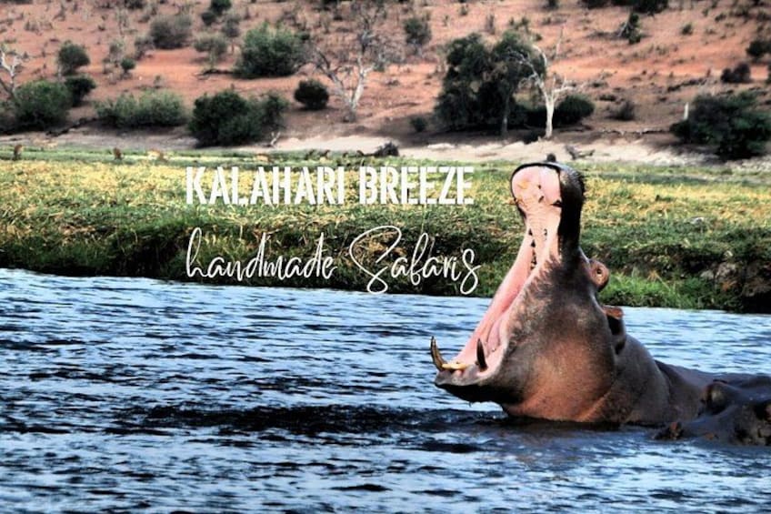 A hippopotamus in water with a riverbank and greenery in the background. 3