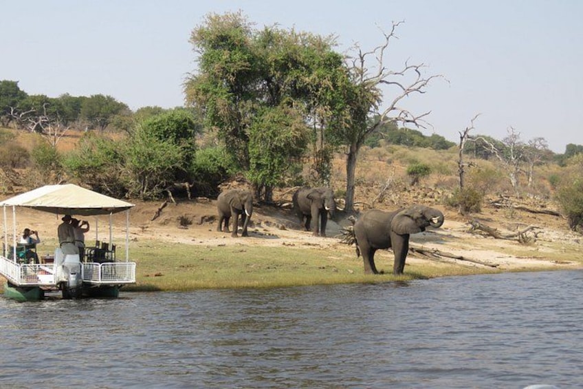 A boat with people on a riverbank, elephants in the background, and a tree. 1