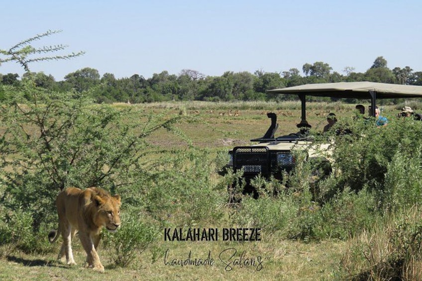 A safari vehicle with a canopy, surrounded by tall grass and trees, with a lion in the foreground. 2