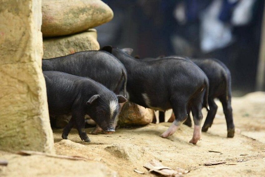 Drei schwarze Schweine in einem sandigen Gehege mit einer Steinmauer. 3