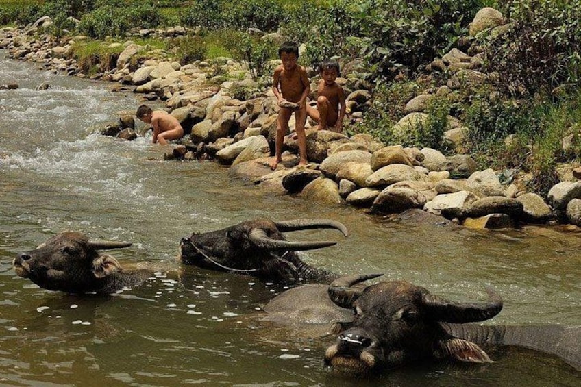 A river with rocks and water buffalo. 3
