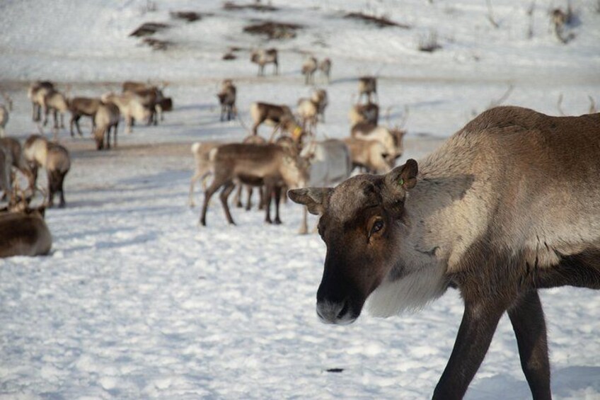 All-Inclusive Arctic Fjords and Sommarøy Scenic Tour 2