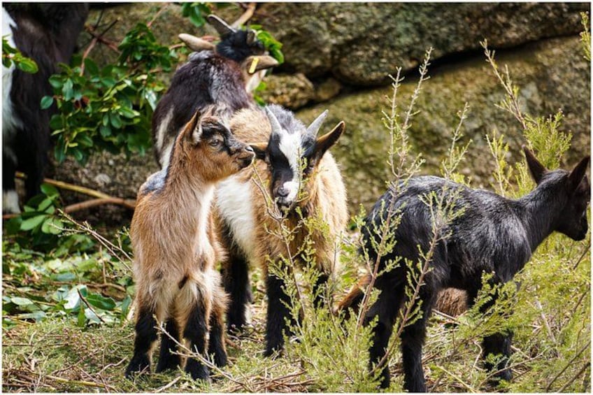 Village animals 2