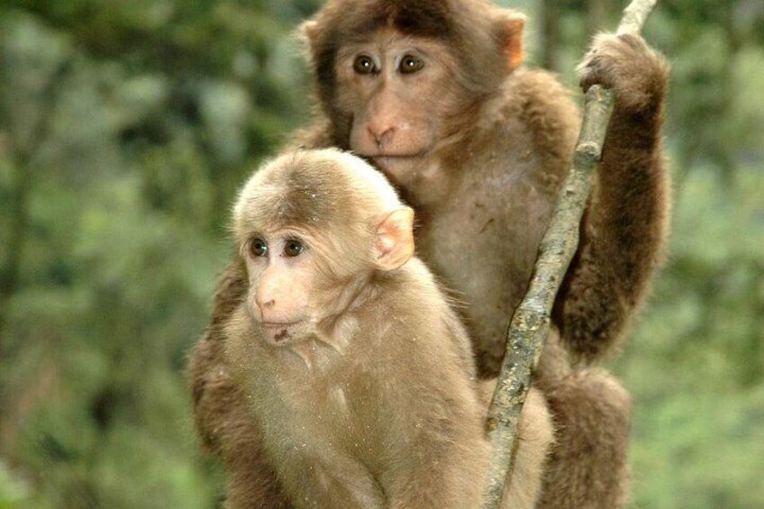 Two monkeys on a branch in a green forest. 5