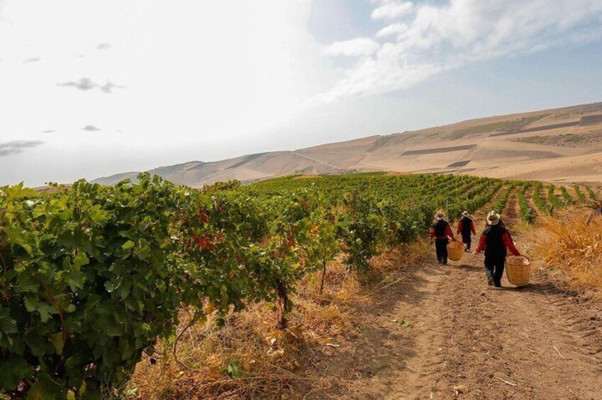 Shamakhi Wine Tour