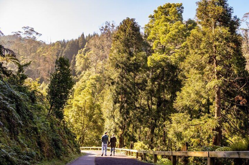 Van Tour Sete Cidades + Lagoa do Fogo Full-Day