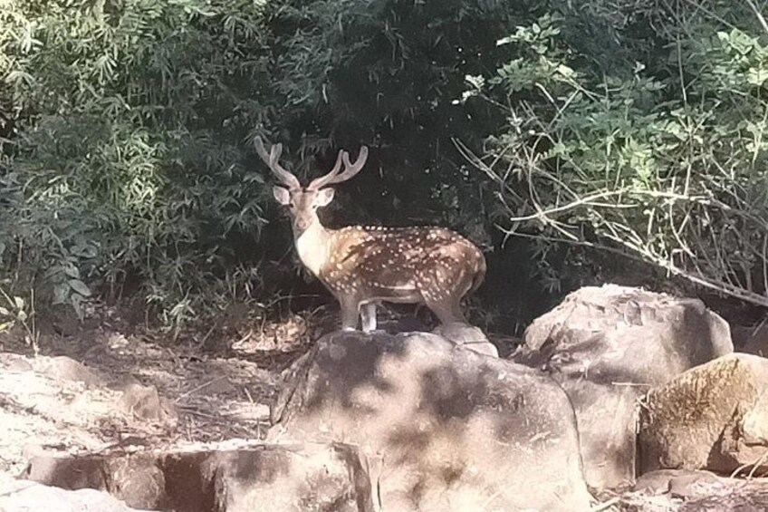 Deer on the way 5