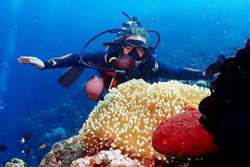 Bali Diving for Beginners: Tulamben Liberty Wreck 3