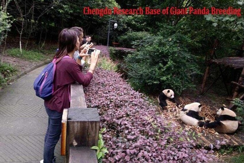 A person taking a photo of pandas in a zoo enclosure. 4