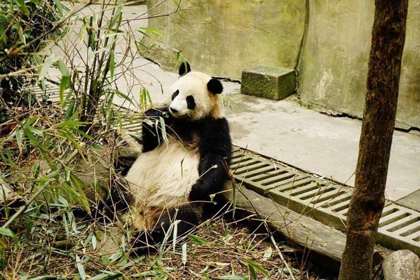 A panda sitting among bamboo, surrounded by concrete structures. 2