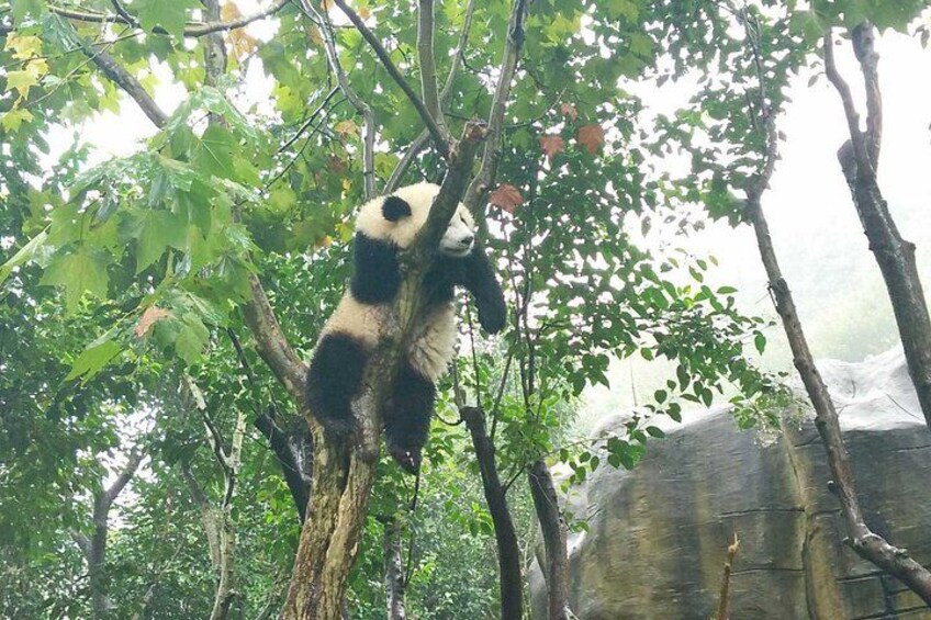 A panda climbing a tree in a forested area. 3