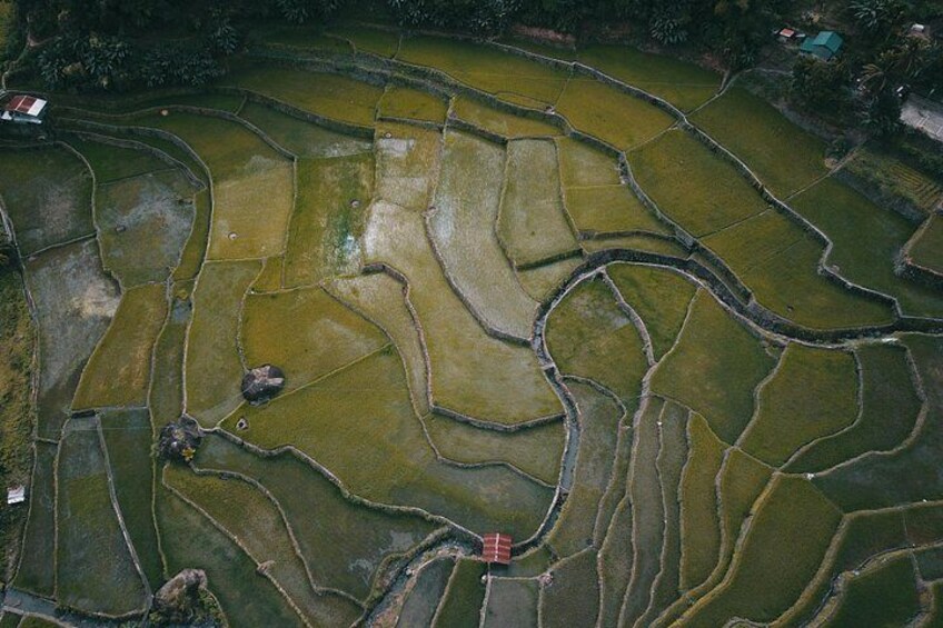 Terraced rice fields with water channels. 5