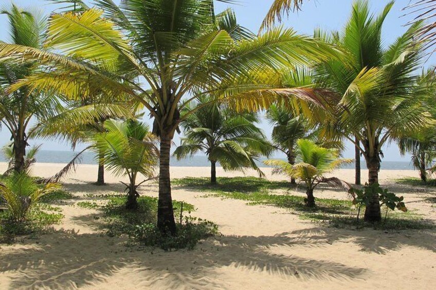 A beach with palm trees and sand. 4