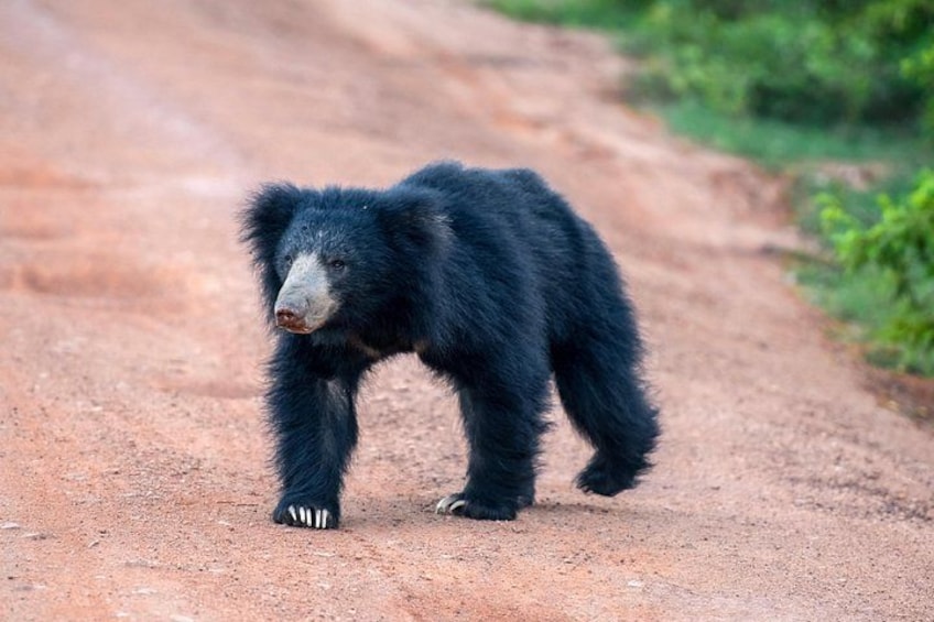 Ein Bär geht auf einem Feldweg. 1