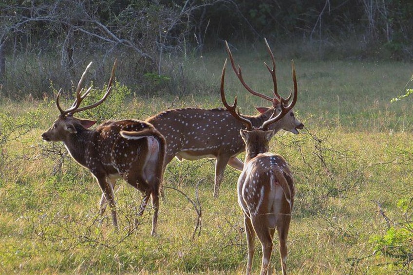 Zwei Hirsche mit großen Geweihen auf einer Wiese. 3