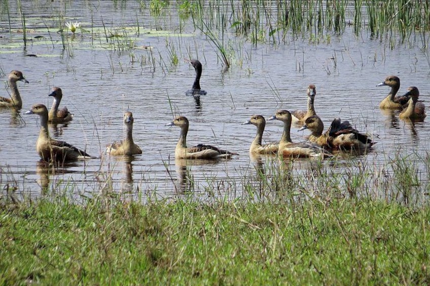 Eine Gruppe Enten schwimmt in einem Teich, umgeben von Gras. 2