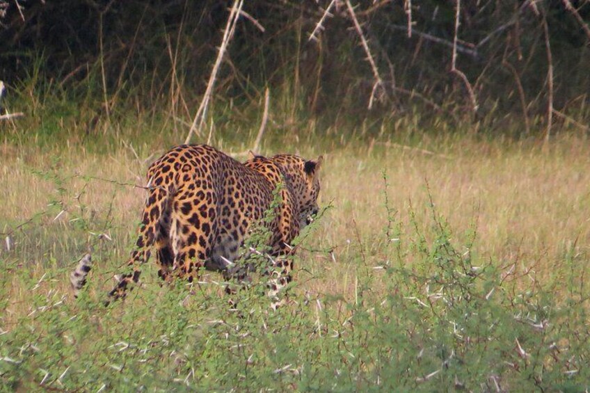 Ein Leopard in einem grasbewachsen Feld, im Hintergrund Bäume. 5