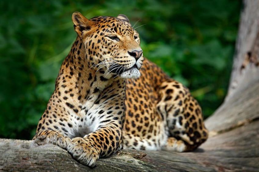 A leopard resting on a tree branch with dense green foliage in the background. 1