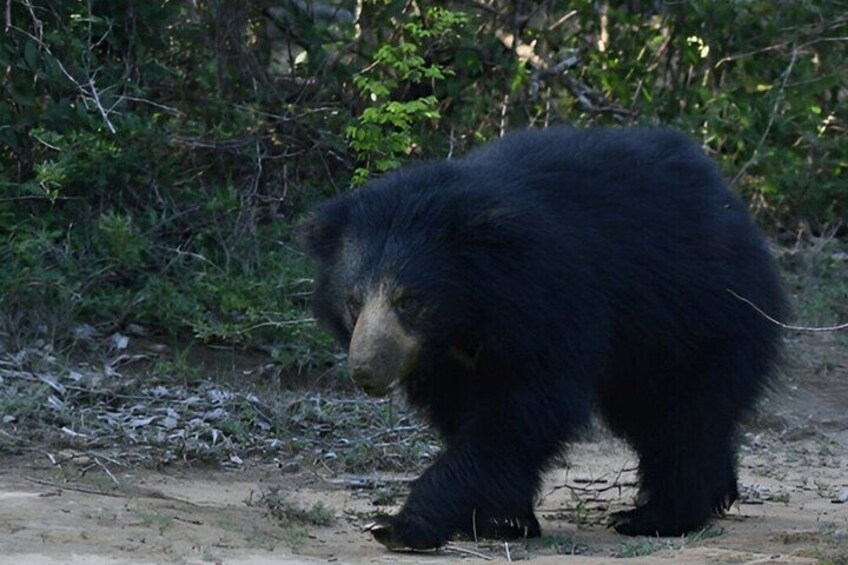 A bear walking on a dirt path surrounded by greenery. 5