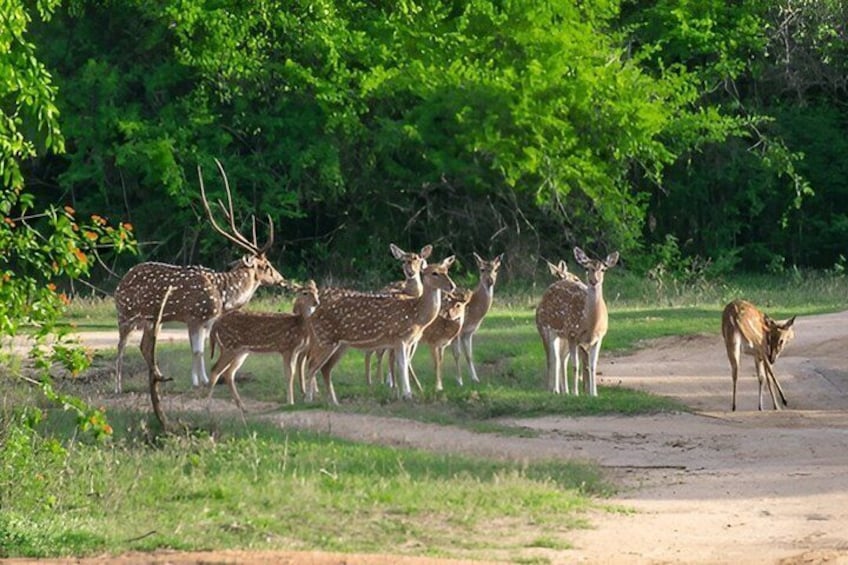 A group of deer standing on a dirt road with dense greenery in the background. 3