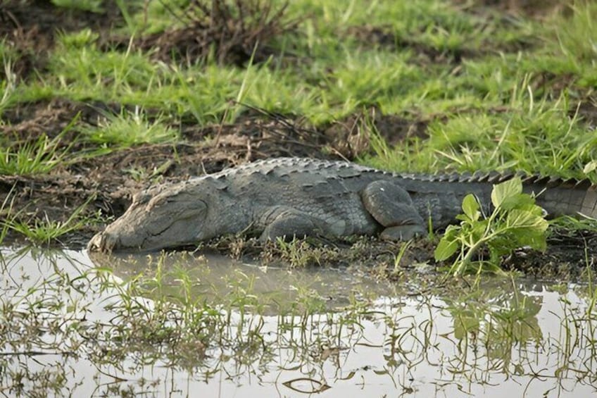 A crocodile partially submerged in water with grass and plants around. 4