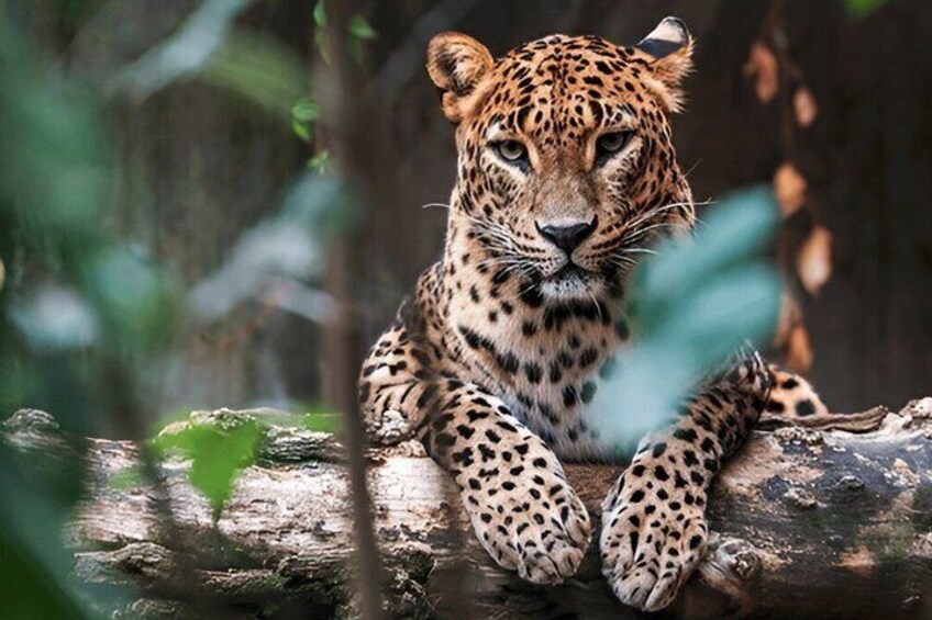 A leopard resting on a log in a forested area. 1